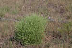 Winged pigweed